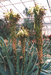 Aloe mutabilis.