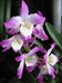 А это у меня зацвела орхидея(Denrobium Nobile). Фото при искуственном освещении.