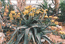 Aloe elegans.