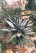 Aloe ortholotha.