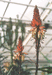 Aloe succotrina.