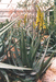 Aloe wickensii.