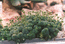 Crassula hemisphaerica.